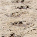 Dinosaur tracks found in Arabian Peninsula