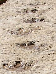 Some of the recently discovered dinosaur footprints