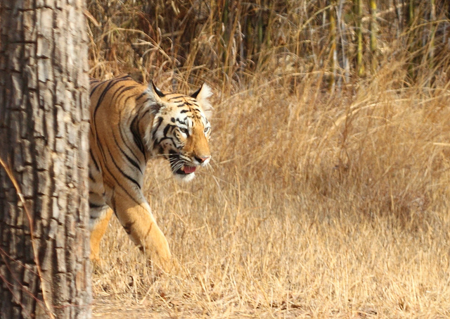 Tadoba National Park