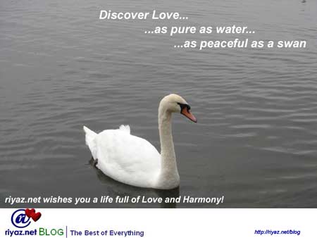 Discover Love this season