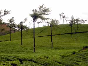 Munnar Tea Gardens