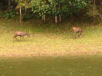 Periyar Sanctuary