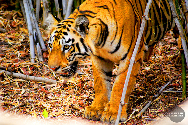 Tadoba Tiger Resort